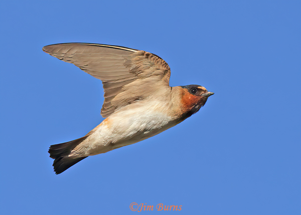 Cliff Swallow underwing--4760