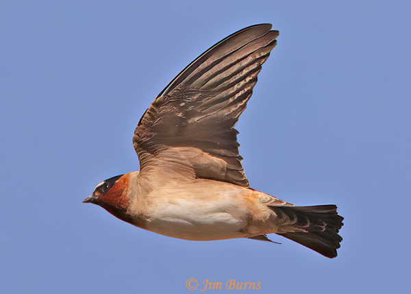 Cliff Swallow in flight upstroke--5730