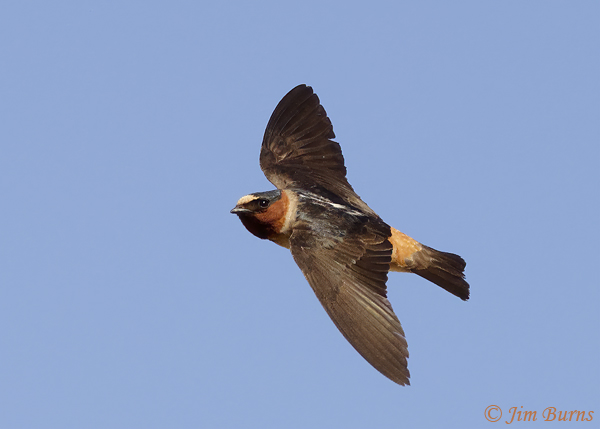 Cliff Swallow in flight dorsdal view--6619
