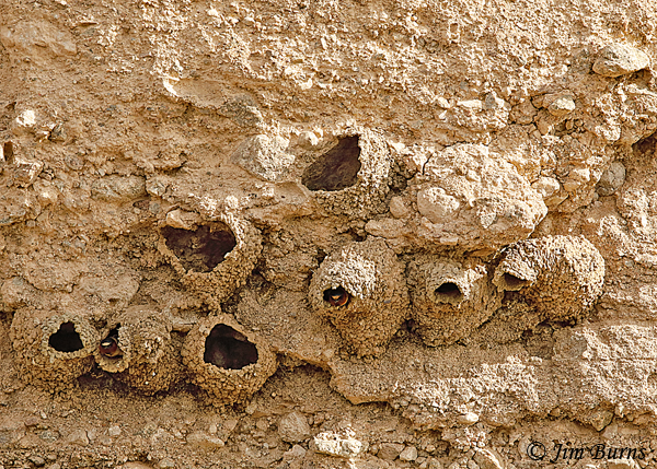 Cliff Swallow colony, classic retort shape nest at far right--9554
