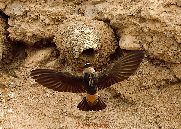 Cliff Swallow approaching nest--9697