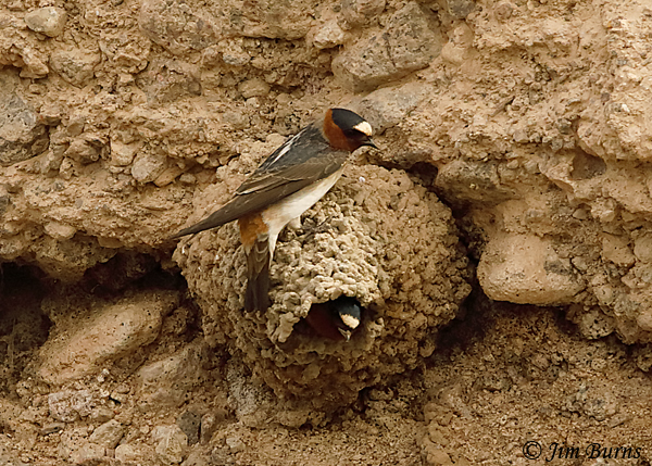 Cliff Swallows at home #2--9734