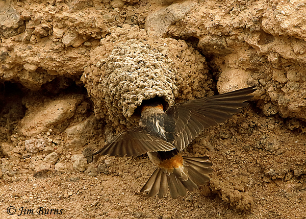 Cliff Swallow entering nest--9808