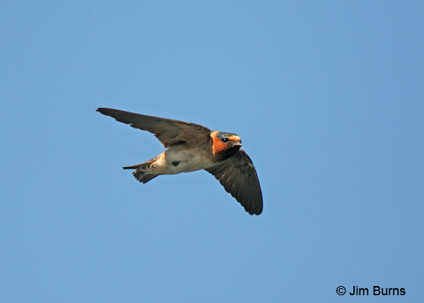 Cliff Swallow in flight ventral view
