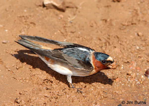 Cliff Swallow with building material