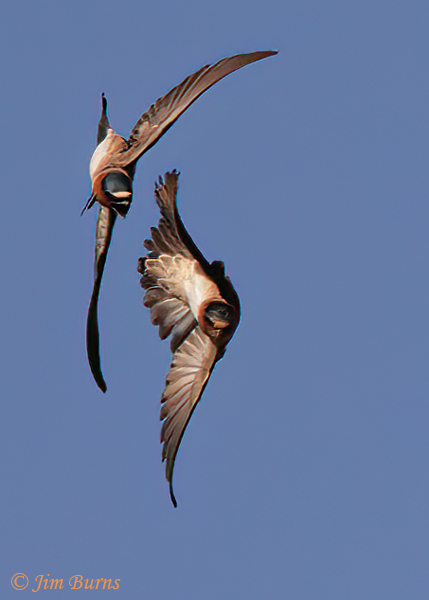 Cliff Swallows chasing #2--5589