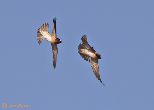 Cliff Swallows chasing--5590