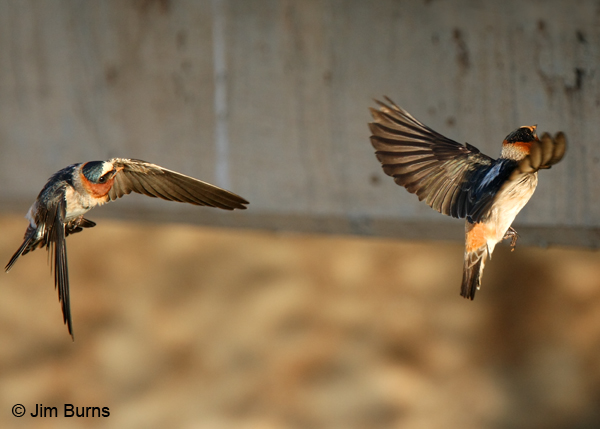 Cliff Swallows approaching nest