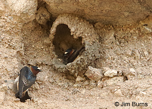 Cliff Swallows at working on nest