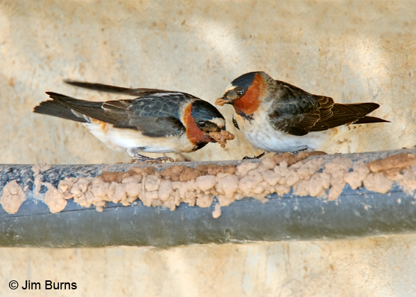 Cliff Swallows, engineers at work