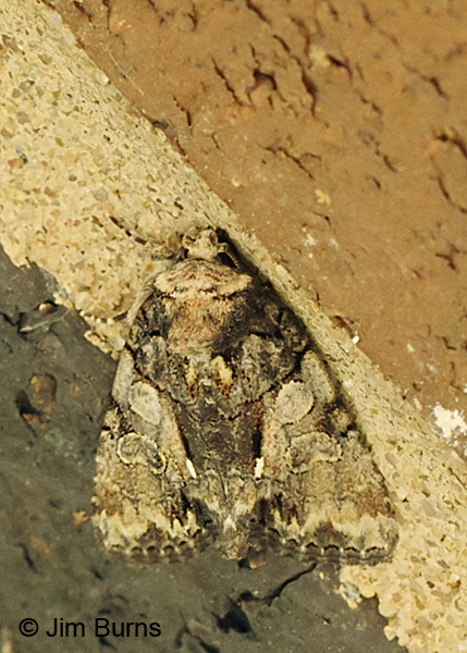 Cloaked Marvel Moth, Arkansas