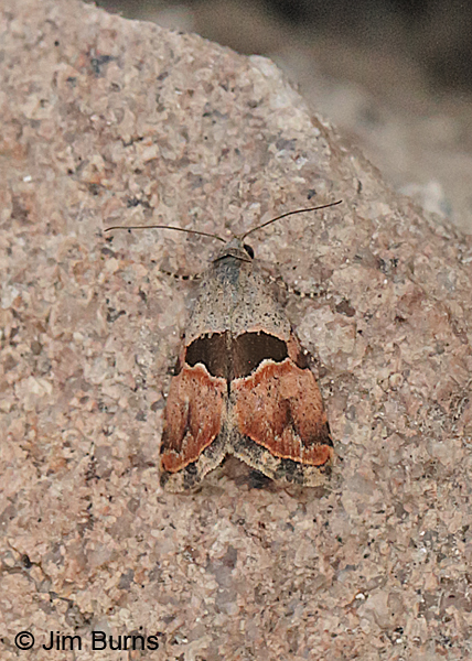 Cobubatha lixiva dorsal view, Arizona