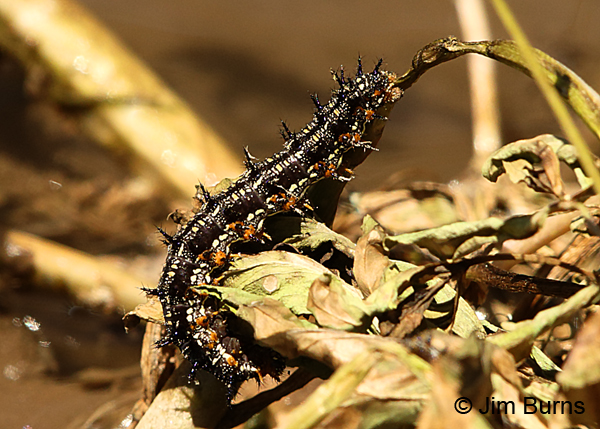 Common Buckeye caterpillar, Arizona