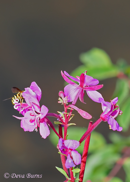 Common Fireweed with bee, Colorado--1000