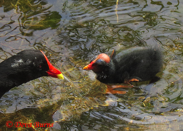 Common Gallinule parent and chick