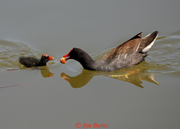 Common Gallinule getting a chunk of Bulrush (Common Cattail)--2176
