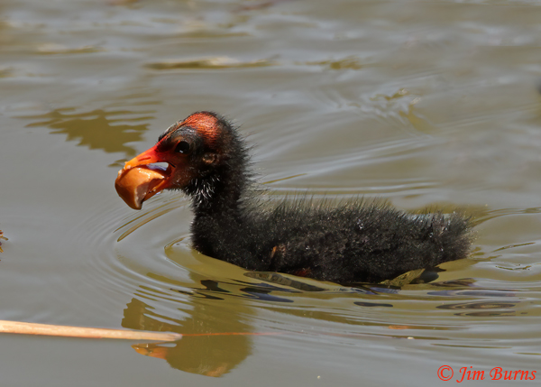 Common Gallinule fledgling with piece of Bulrush (Common Cattail)--2190