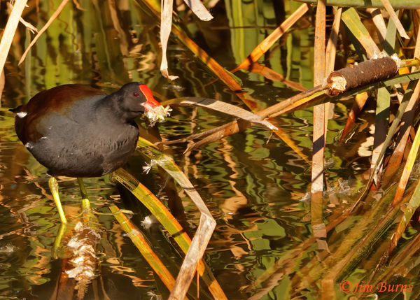 Common Gallinule with  mouthful of Bulrush (Common Cattail)--7419