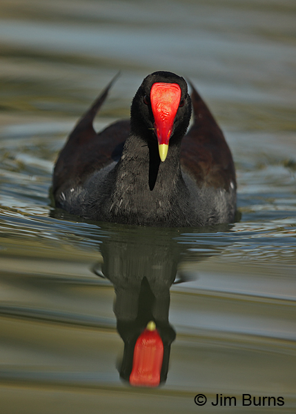 Common Gallinule red shield close up