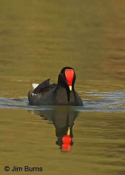 Common Gallinule red shield