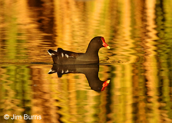 Common Gallinule reed reflections