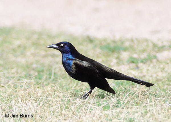 common grackle images. Common Grackle iridescence