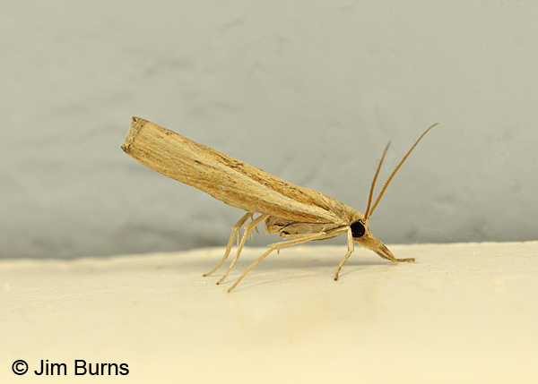 Common Grass-veneer Moth, Arizona