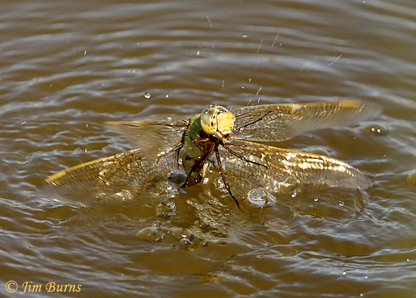 Common Green Darner male, attacked by fish while tandem ovipositing, Maricopa Co., AZ, September 2018--0622