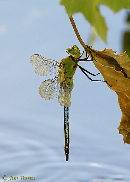 Common Green Darner male hanging out in the shade, Maricopa Co. AZ, September 2018--1021