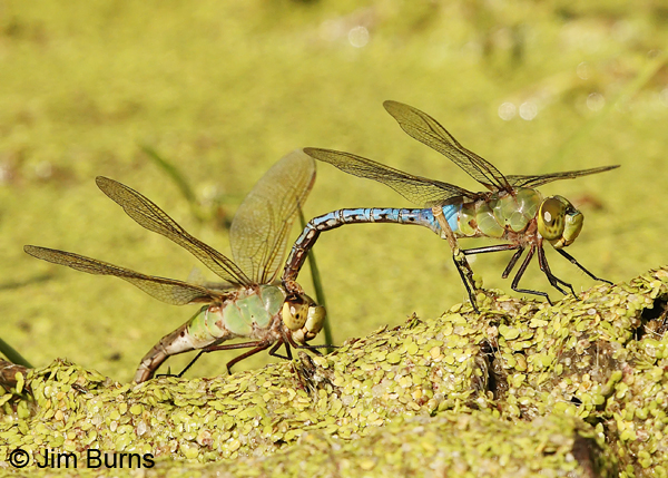 Common Green Darner pair in tandem, female ovipositing, Cameron Co., TX, October 2013