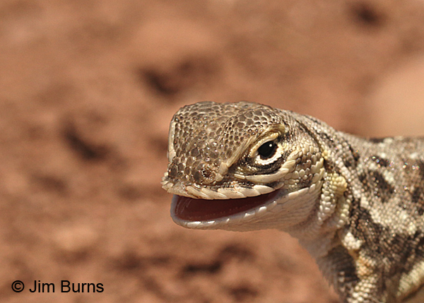 Common Lesser Earless Lizard female head shot, Arizona