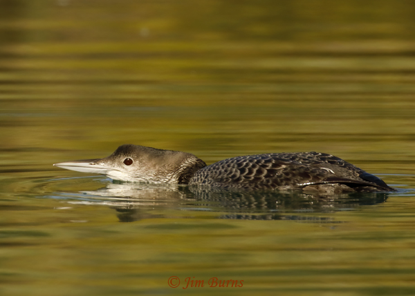 Common Loon low in the water--9622