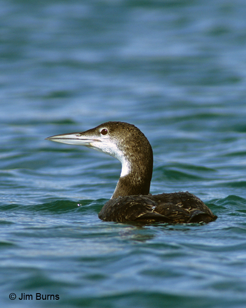 Common Loon adult winter