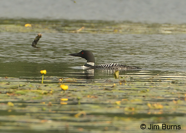 Common Loon in Lily pads, alternate plumage