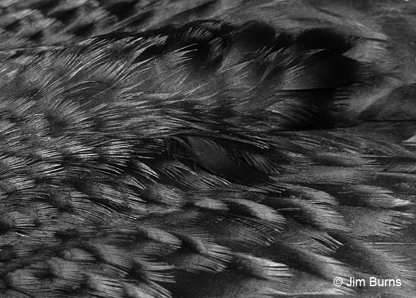 Common Loon winter feather detail
