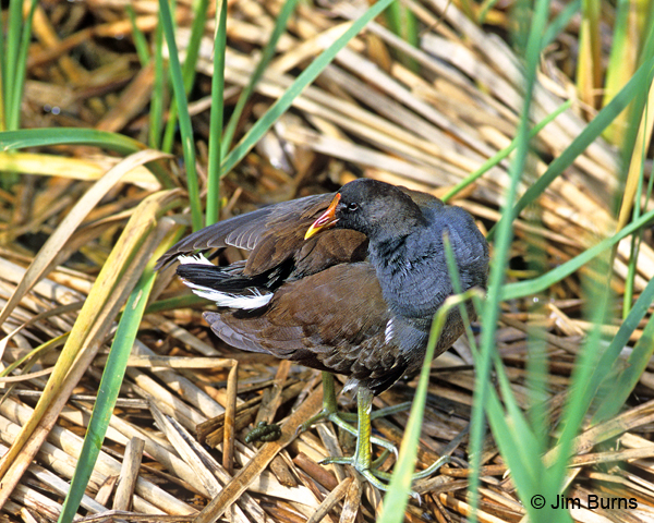 Common Gallinule adult nonbreeding