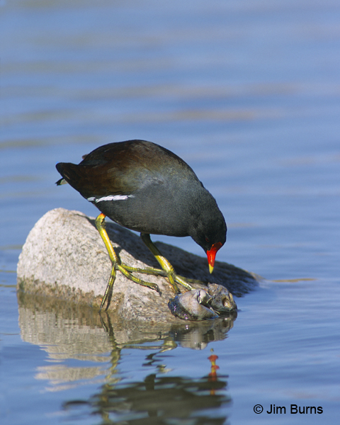 Common Gallinule picking at fish carcass