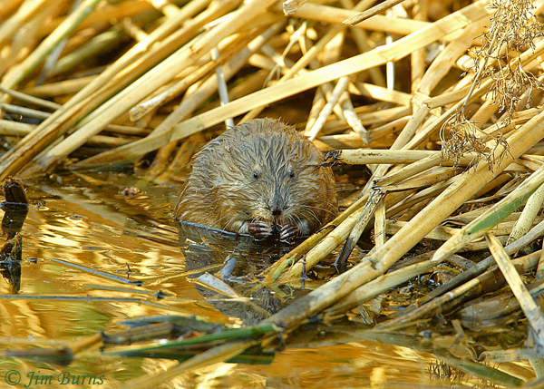Common Muskrat at lunch