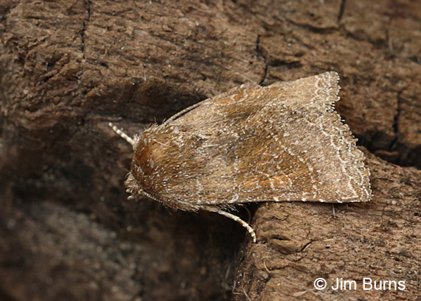 Common Pinkband Moth, Arizona.