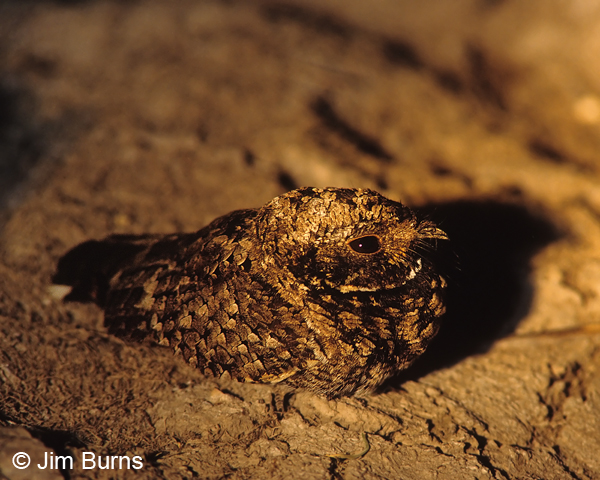 Common Poorwill on bed of dry water hole