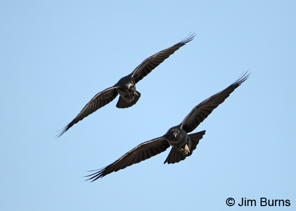 Common Raven pair