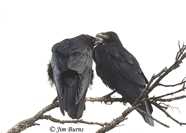 Common Raven pair allopreening