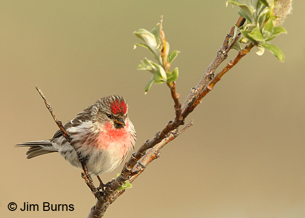 Common Redpoll in willow