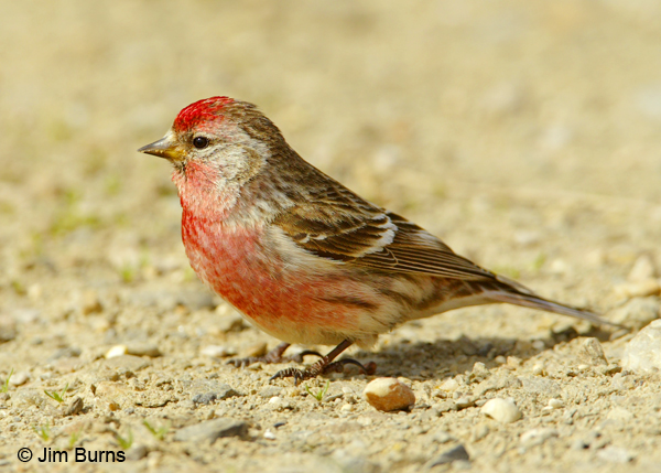 Common Redpoll male showing extensive red