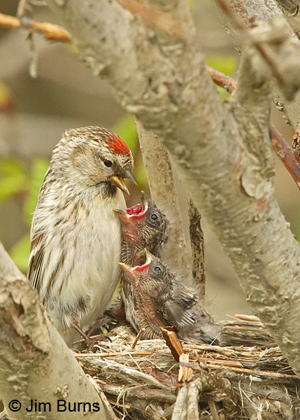 Common Redpolls at home