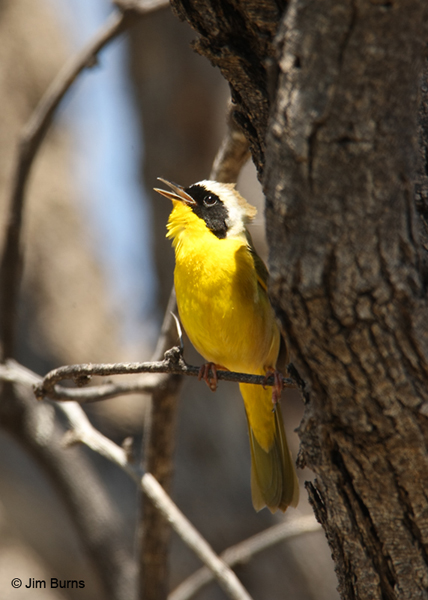 Common Yellowthroat male singing