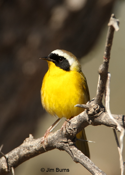Common Yellowthroat male