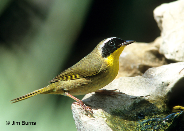 Common Yellowthroat male at water