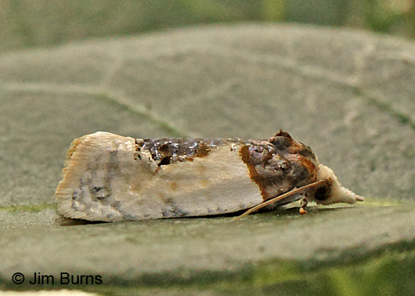 Contrasting Henricus Moth, Arizona