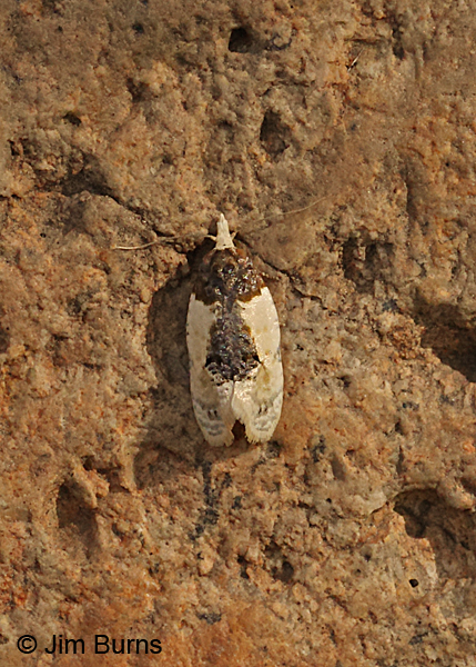 Contrasting Henricus Moth dorsal view, Arizona